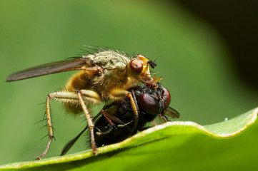 Vespa mata mosca 