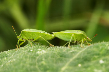 Percevejos a acasalar