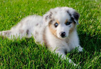 Puppy Australian Shepherd