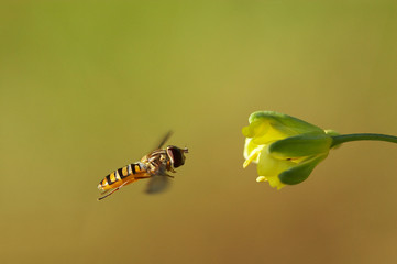 Abelha paira junto de flor