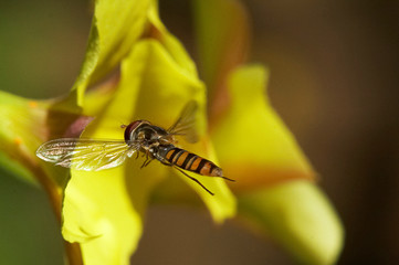 Abelha paira junto de flor