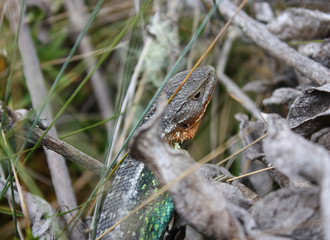 Close up to Multicolor Lizard (Stenocercus cf trachycephalus) over grass in Sumapaz Paramo near to Bogotá, Colombia.