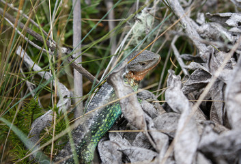 Close up to Multicolor Lizard (Stenocercus cf trachycephalus) over grass in Sumapaz Paramo near to...