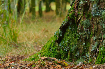 Tree trunk base and Autumn colors in Serra da Gardunha. Sao Pedro do Sul, Portugal