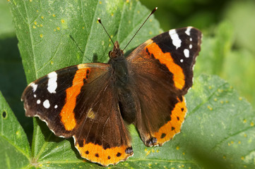 Borboleta sorve folha