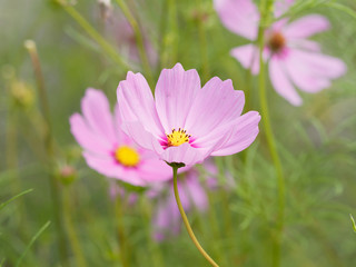Rosarote Kosmee oder Schmuckkörbchen (Cosmos bipinnatus)