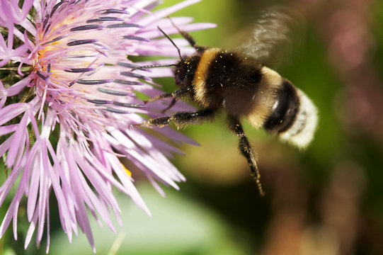 zang&atilde;o pousa na flor