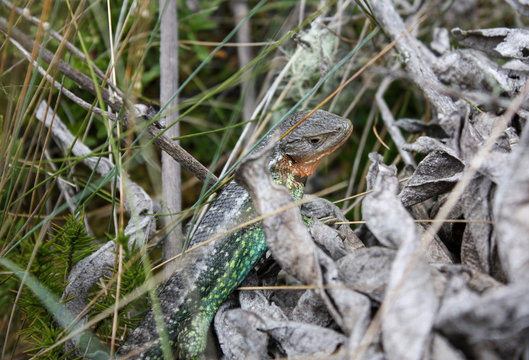 Close up to Multicolor Lizard (Stenocercus cf trachycephalus) over grass in Sumapaz Paramo near to Bogot&aacute;, Colombia.