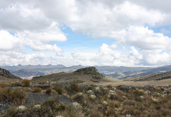 Sumapaz Paramo Landscape near Bogotá. Colombia, with endemic plant 