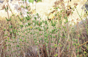 Wild oregano grows in the mountains. Raw oregano in field with blured background. Greek natural herb oregano. Green and fresh oregano flowers.