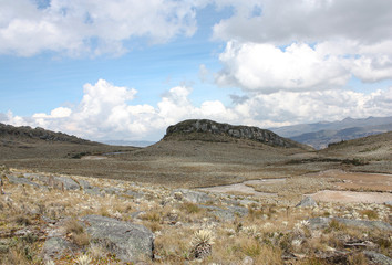 Sumapaz Paramo Landscape near Bogotá. Colombia, with endemic plant 