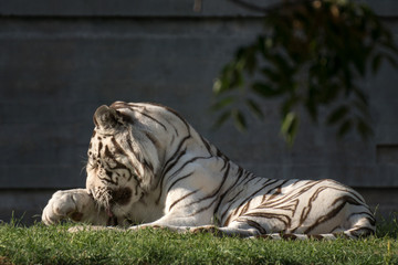 Tigre blanco macho en el zoo de Madrid
