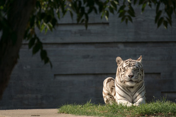 Tigre blanco macho en el zoo de Madrid