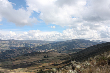 Sumapaz Paramo landscape near Bogotá. Colombia, with endemic plant 