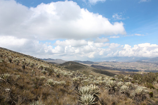 Sumapaz Paramo landscape near Bogot&aacute;. Colombia, with endemic plant "Frailejones" and The Andes Mountains background. South Am&eacute;rica, Colombian hills. Trekking, Sports walking
