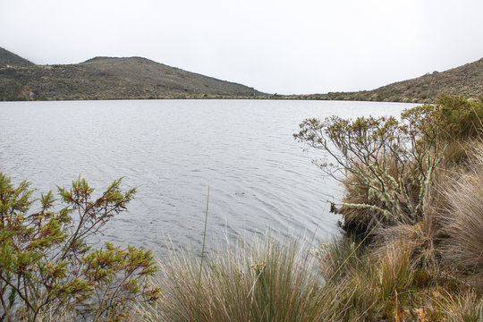 Sumapaz Paramo Lake, known as "Laguna de los colorados" with endemic plant "frailejones", moss trees and rock hills in background. Near to Bogot&aacute;, Colombia. 