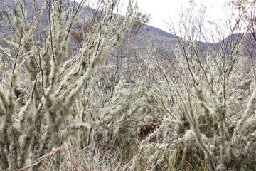 Trees with green moss in Sumapaz Paramo, near to Bogotá, Colombia. 