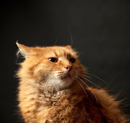 portrait of a redhead adult cat with a big mustache, close up