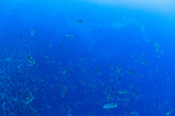 パラオ_ペリリュー_スキューバダイビング