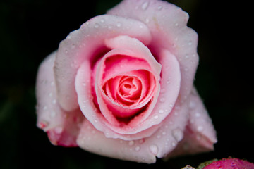 Pink rose dark photo. Toned, styled vintage live rose from garden with water drops. Greeting card with rose.