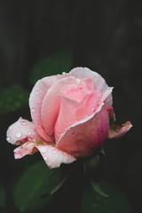 Pink rose dark photo. Toned, styled vintage live rose from garden with water drops. Greeting card with rose.