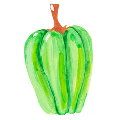 Watercolor illustration of a sweet green pepper on a white background Vegetable hand painted