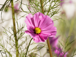 (Cosmos bipinnatus) Hautnah rosa Blüte von Kosmee oder Schmuckkörbchen