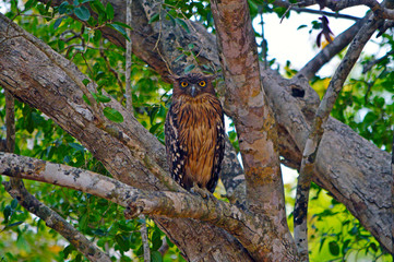 Brown Fish Owl in Sri Lanka - Bubo zeylonensis 