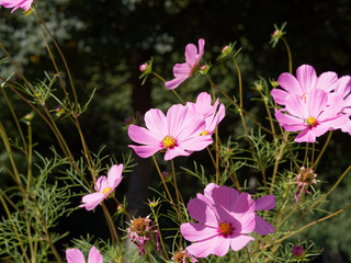 Rosarote Blüte von Kosmee oder Schmuckkörbchen (Cosmos bipinnatus) © Marc