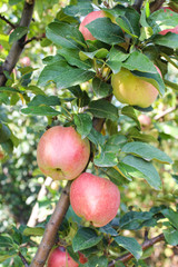 Ripe apple hanging on a tree branch