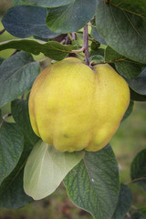 Quince on the tree. Ripe yellow fruit.