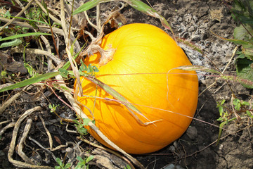 Orange pumpkin in the garden