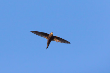Common swift (Apus apus)