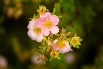 tree branch with beautiful pink flowers on natural background, close-up 
