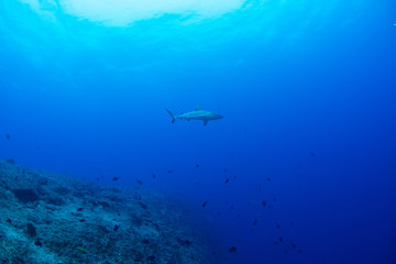 パラオ_ペリリュー_スキューバダイビング