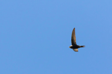 Common swift (Apus apus)