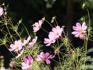 (Cosmos bipinnatus) Rosarote Blüte von Kosmee oder Schmuckkörbchen