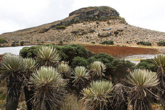 Sumapaz Paramo Landscape near Bogot&aacute;. Colombia, with endemic plant "Frailejones" with dry lake, rock mountains and the andes mountains  South Am&eacute;rica, Colombian hills. Trekking, Sports walking