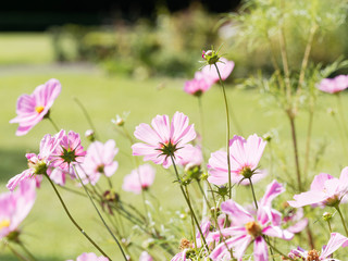 Obraz premium (Cosmos bipinnatus) Rosarote Blüte von Kosmee oder Schmuckkörbchen
