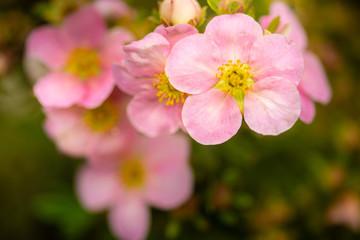 Fototapeta na wymiar tree branch with beautiful pink flowers on natural background, close-up 