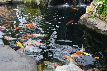Decorative pond with koi carp (Thailand)