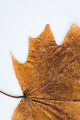 Dried dry maple leaves on white background.