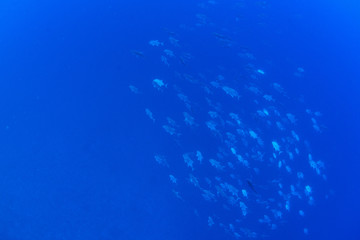 パラオ_ペリリュー_スキューバダイビング