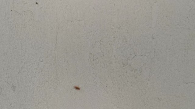 cockroaches walk on white wall