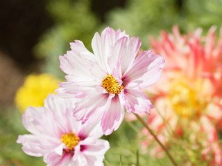 (Cosmos bipinnatus) Schmuckkörbchen mit weißen doppelte Blütenblättern mit rosa Tönen