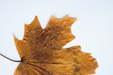Dried dry maple leaves on white background.