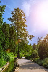 Obraz premium Tree on a trail near a stream, Budapest