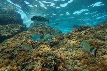 Fish and rock underwater Mediterranean sea France