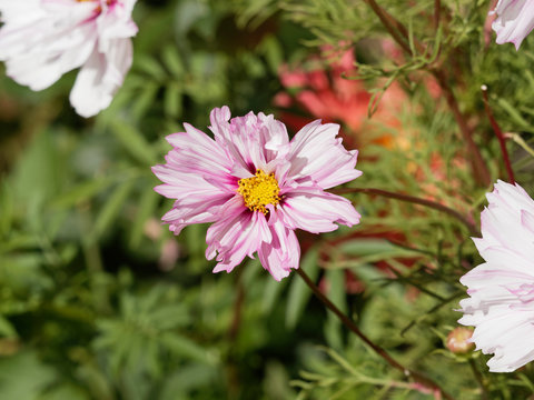(Cosmos bipinnatus) Wunderschöner Schmuckkörbchen mit weißen doppelte Blütenblättern mit rosa Tönen