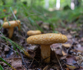 Yellow mushrooms with forest background. Mushroom photo. Background photo with place for text.